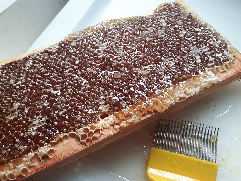  Honey Amber Teething Necklace Syracuse NY 13219